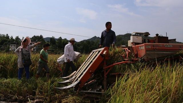 路陽村民們正忙著在收谷子